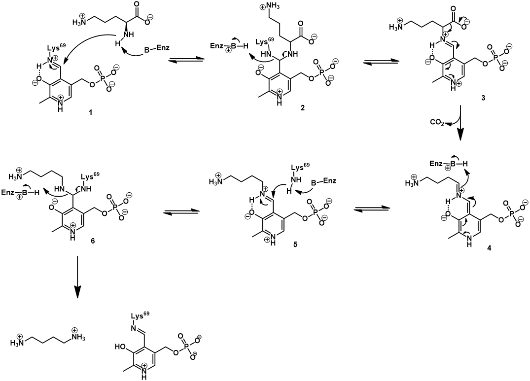 Enzyme mechanism ornithine decarboxylase