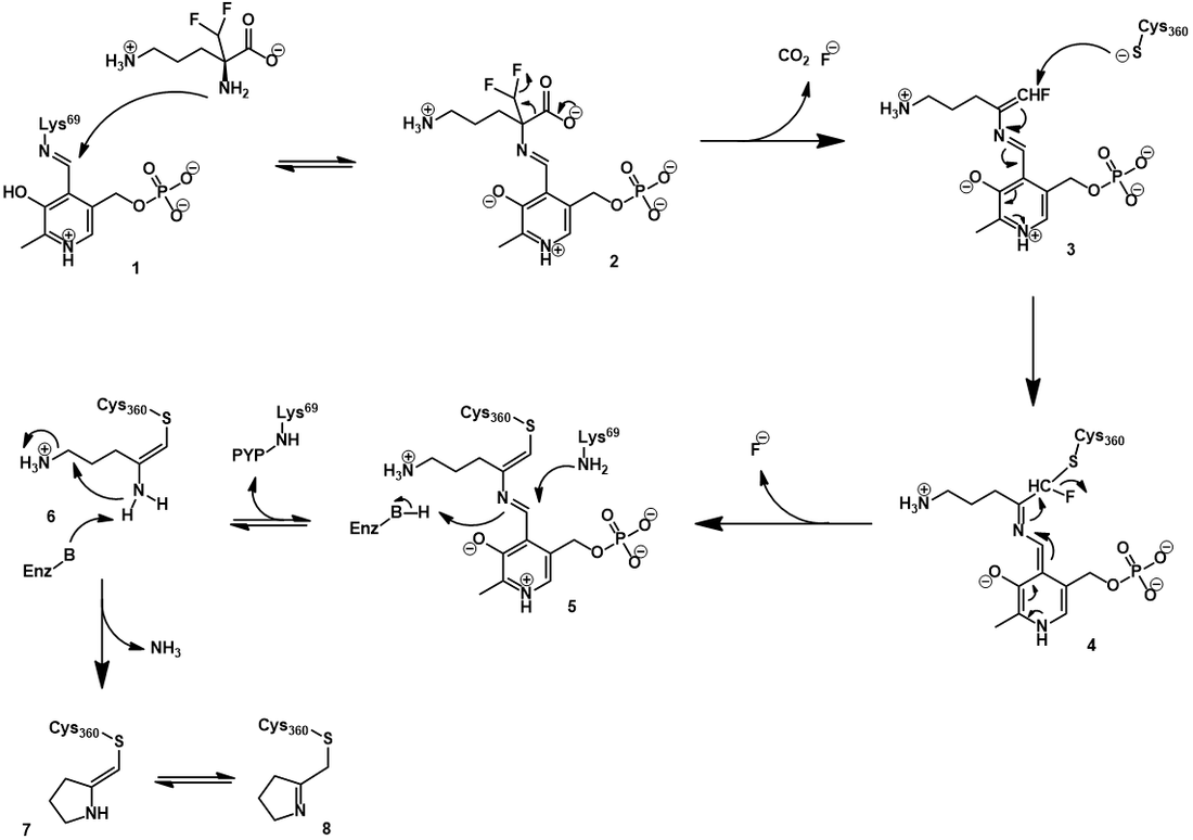 Eflornithine irreversible inhibition mechanism for ODC