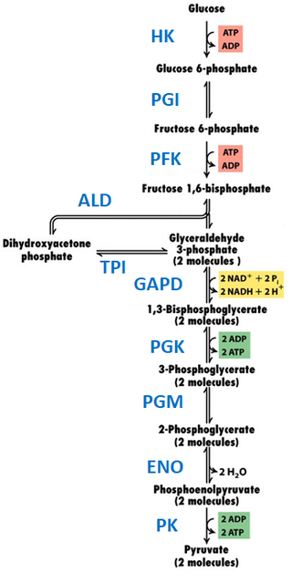 Glycolysis metabolic pathway