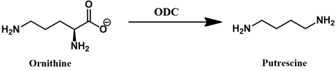 Ornithine decarboxylase (ODC) reaction