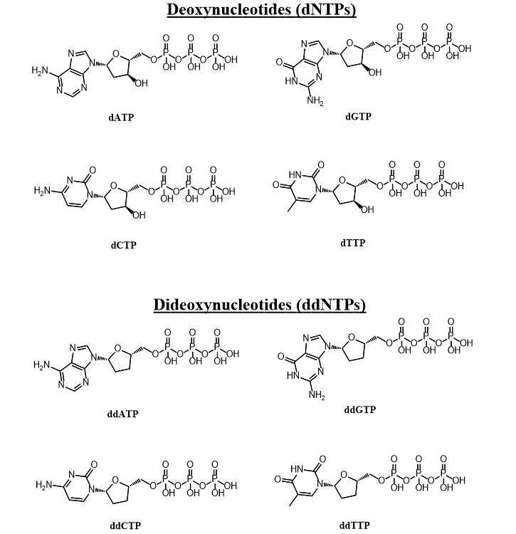 Chemical structures of deoxynucleotides (dNTPs) and dideoxynucleotides (ddNTPs)