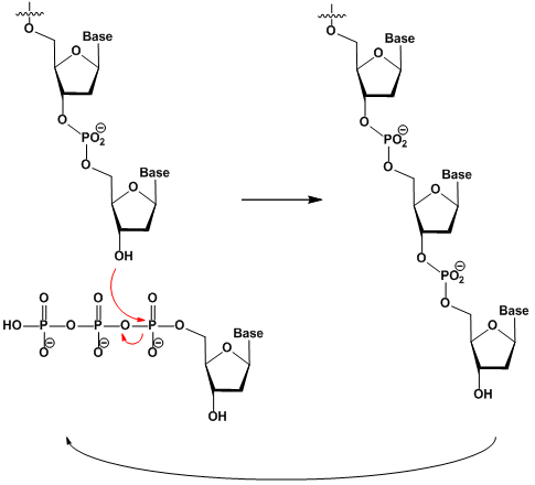 Mechanism of DNA elongation by phosphodiester bond synthesis