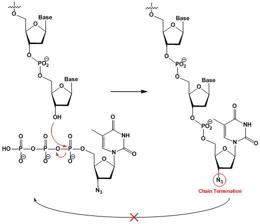 Mechanism of DNA chain termination by AZT