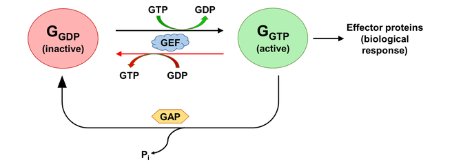G protein GEF pathway