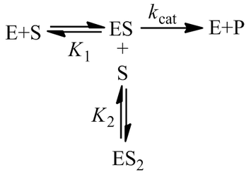 Substrate inhibition kinetic scheme